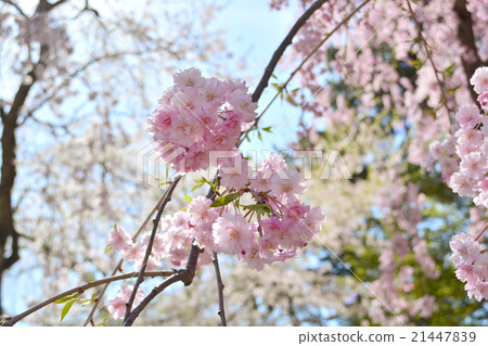 Cherry Blossoms	 21447839