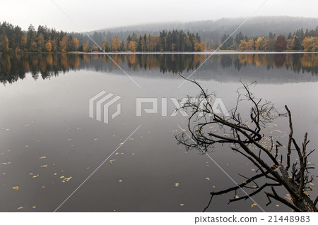 Autumn forest on the shores of lake 21448983
