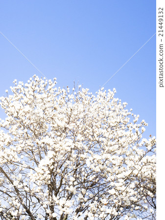 Cherry tree in full bloom  21449132