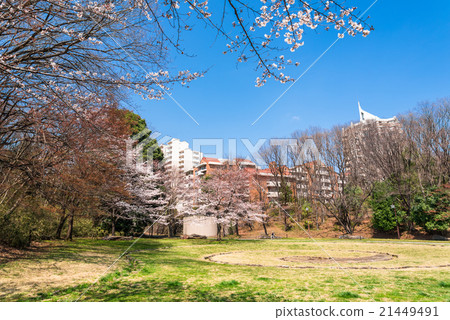 Park in a residential area where cherry blossoms bloom 21449491