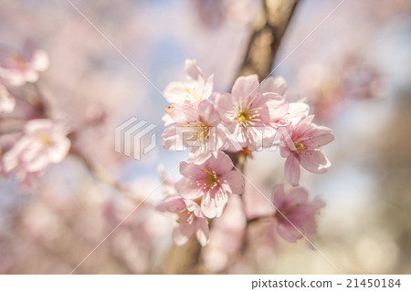 櫻花＃4 21450184