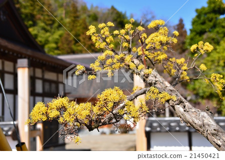 山枳殼 21450421