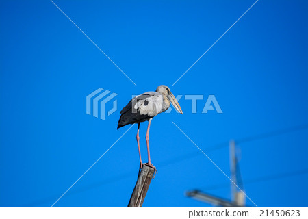 Great blue heron standing on bamboo with blue sky 21450623