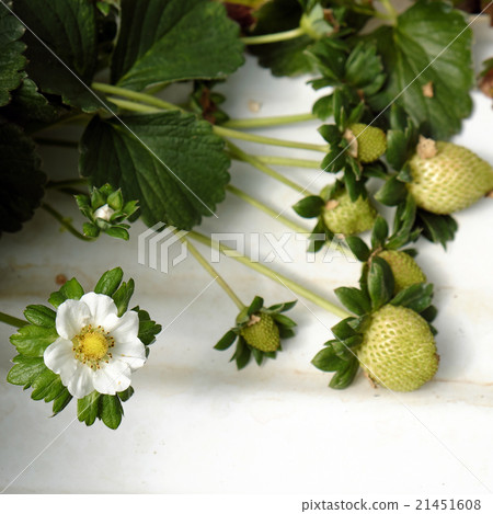 strawberry,Da Lat, dalat, fruit, agriculture 21451608