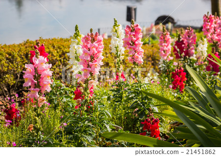 Antirrhinum majus dragon. 21451862