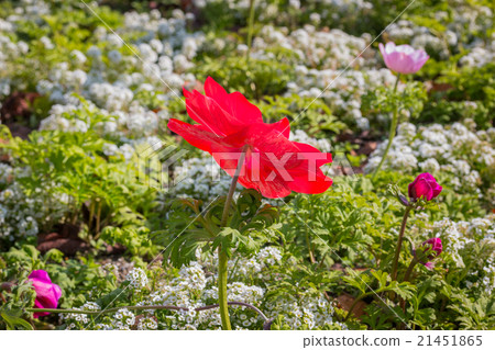 Beautiful red anemone flower. 21451865