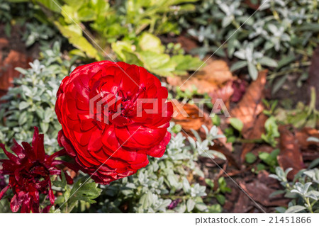 Red persian buttercup flowers (ranunculus). 21451866