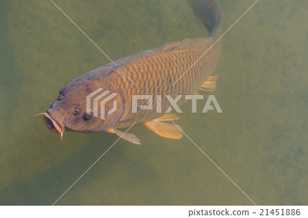 black koi fish swimming. black koi fish swimming. 21451886