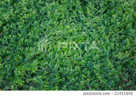 (Dorothy Barton) small ferns. (Dorothy Barton) small ferns. 21451956