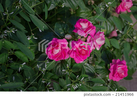 Beautiful impatiens flowers. Beautiful impatiens flowers. 21451966
