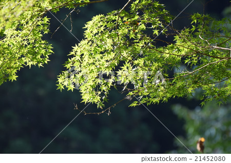 Maple Maple 21452080