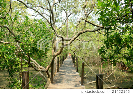 Footpath inside the mangrove forest 21452145