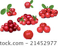 Lingonberry (foxberry, cowberry), cranberry.  21452977