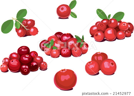 Lingonberry (foxberry, cowberry), cranberry.  21452977