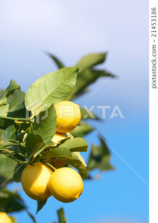 瀨戶內檸檬（國內檸檬栽培，葉子，檸檬，划痕固定） - 廣島肯Onomichi Setoda 21453186