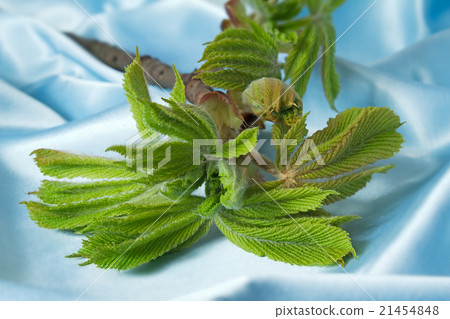 Young growing leaves on a chestnut branch. 21454848