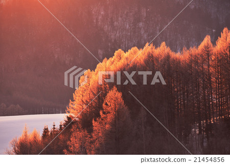 北海道富良野的冬季景觀 北海道富良野的冬季景觀 21454856