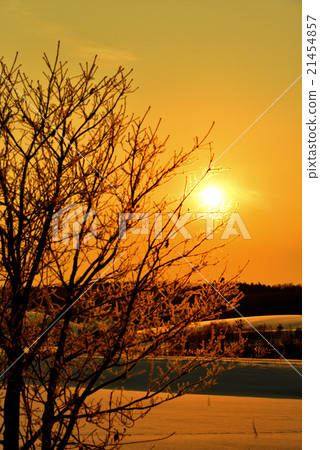 北海道富良野的冬季景觀 北海道富良野的冬季景觀 21454857