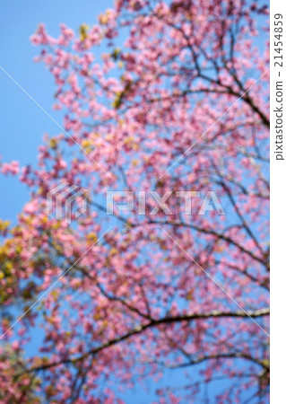 blur pink cerasoides blur pink cerasoides 21454859