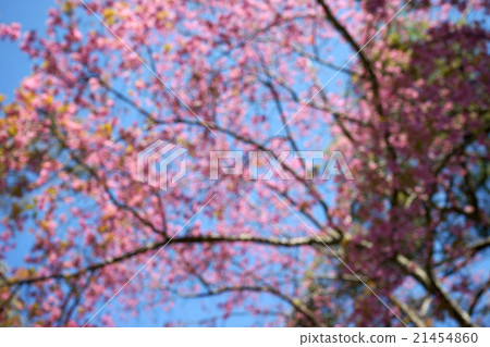 blur pink cerasoides blur pink cerasoides 21454860