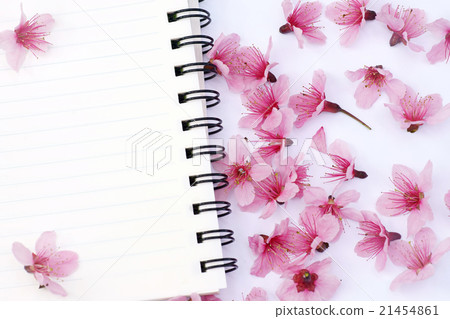 paper notebook  pink cerasoides 21454861