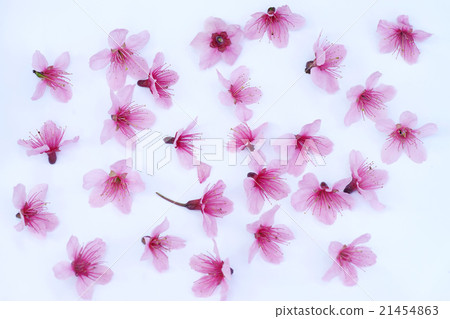 cerasoides pink flower on white paper cerasoides pink flower on white paper 21454863