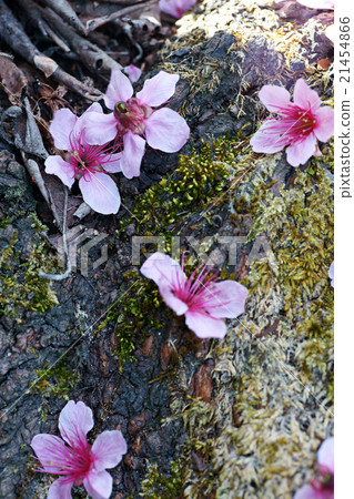 cerasoides pink flower rind wood cerasoides pink flower rind wood 21454866