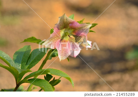 聖誕節玫瑰 21455289