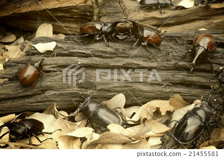 Rhinoceros beetle, Rhino beetle fighting  21455581