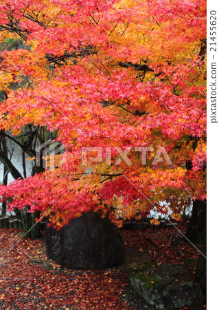 Zuisenji秋葉 21455620