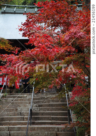 Autumn leaves of a great country temple 21456199