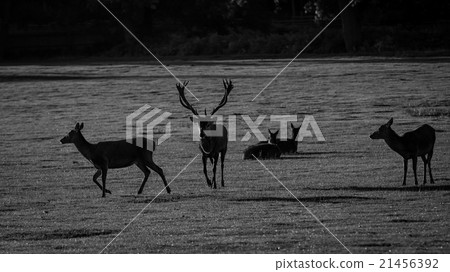 Red Deer 21456392