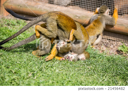Squirrel Monkey 21456482