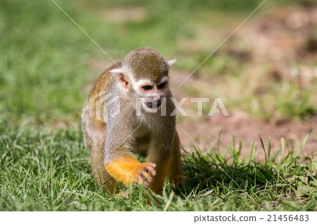 Squirrel Monkey 21456483