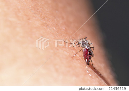 Aedes mosquito Aedes mosquito 21456519