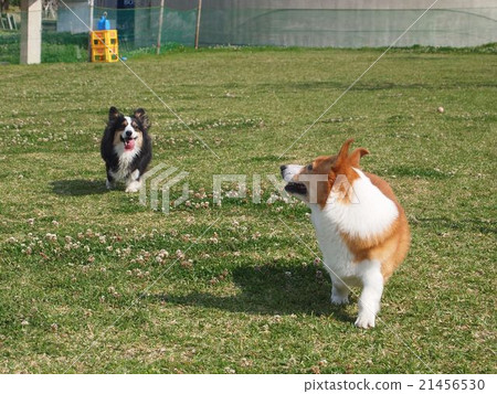 玩Corgi 玩Corgi 21456530