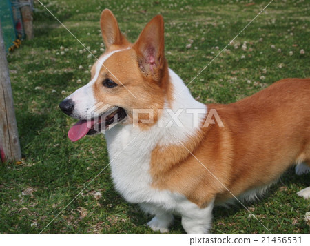 柯基犬面向側面 柯基犬面向側面 21456531