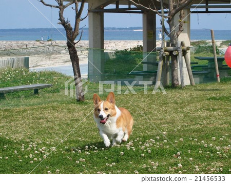 跑Corgi 跑Corgi 21456533