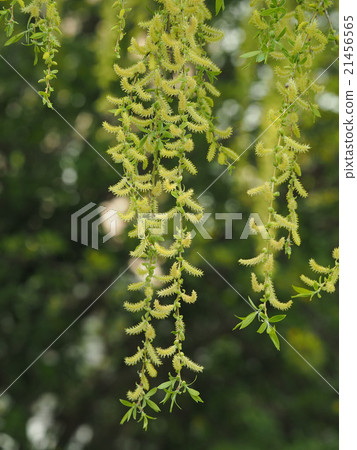 Shidareyanagi Shidareyanagi 21456565