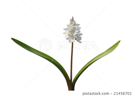 Garden plant Puschkinia (Puschkinia scilloides) 21456701