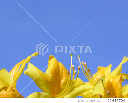 Rododendron flowers and blue sky Rododendron flowers and blue sky 21456704