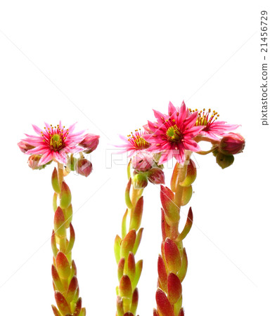 Houseleek flowers (Sempervivum) Houseleek flowers (Sempervivum) 21456729