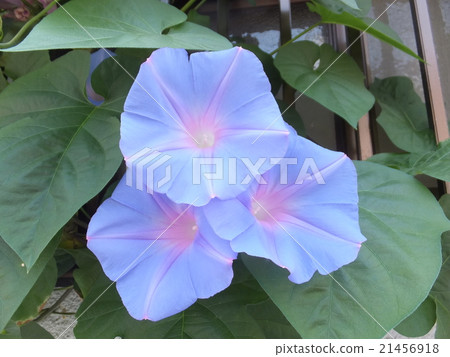 Three pieces of morning glory Three pieces of morning glory 21456918