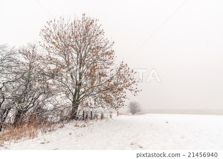 Winter landscape with trees in the snow 21456940