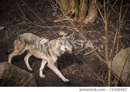 Wolf walking in a forest 21456987