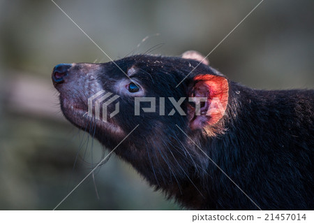 Tasmanian devil with a red ear 21457014