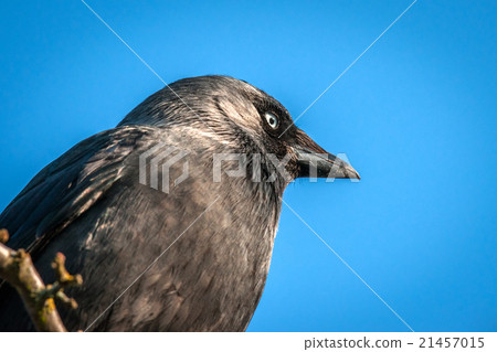 Western Jackaw close-up on blue background Western Jackaw close-up on blue background 21457015