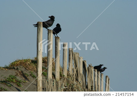 烏鴉 21457154