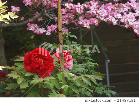 牡丹和山茱萸 21457181