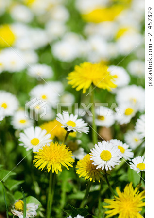 Spring flowers meadow 21457829